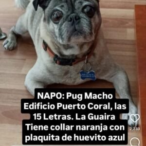 Napo Pug Macho - Perros