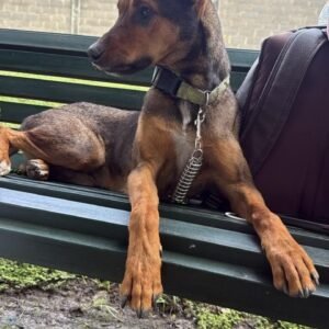 Rigoberto - Perros