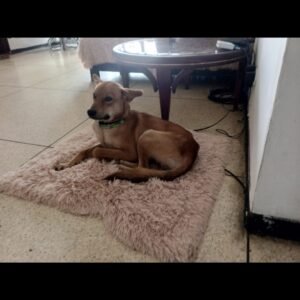 Koda - Perros