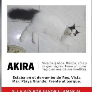 Akira Gatita - Gatos