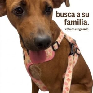 Perrita rescatada en Catia la Mar - Perros