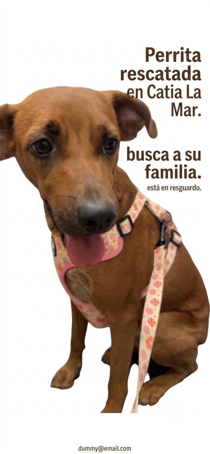 Perrita rescatada en Catia la Mar - Perros