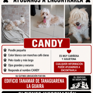 Candy - Perros