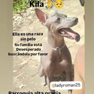 Kila Raza sin Pelo - Perros