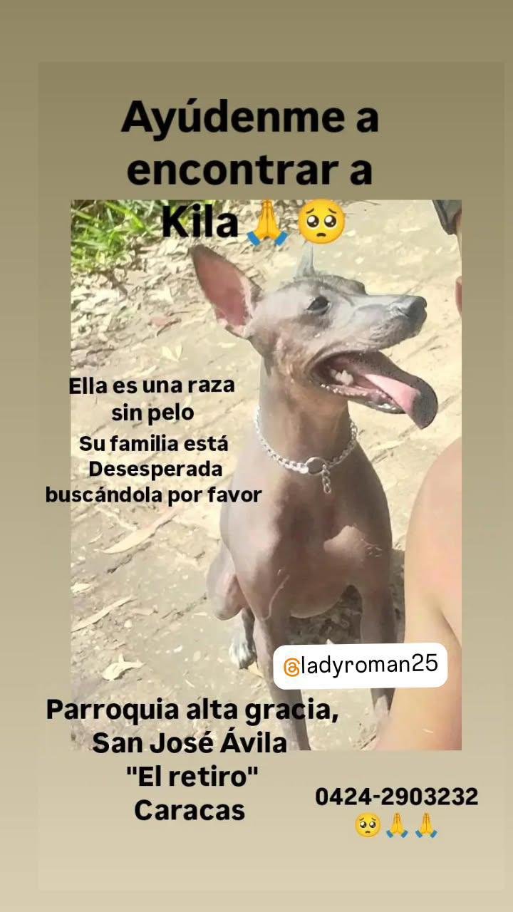 Kila Raza sin Pelo - Perros