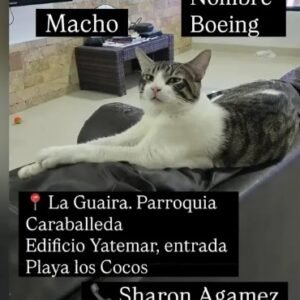 Boeing Macho - Gatos