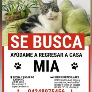 Se busca Mia - Gatos