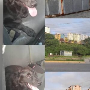 Perrita - Perros
