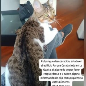 Ruby Gatita - Gatos