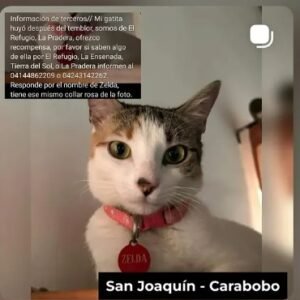 Zelda - Gatos