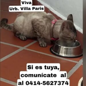 Gatita perdida en Riveraña - Gatos