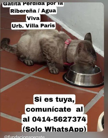 Gatita perdida en Riveraña - Gatos
