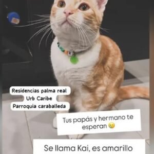 Kai Gato amarillo con blanco - Gatos