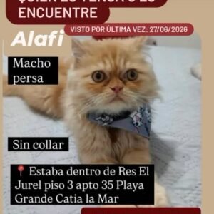 Macho Persa - Gatos