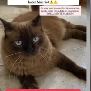 Cata - Gatos