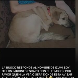 Izumi - Perros