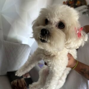 Encontrada en Lidice - Perros