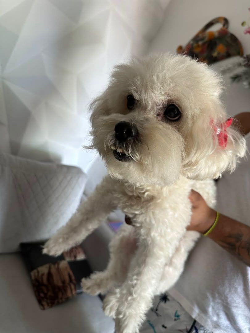 Encontrada en Lidice - Perros