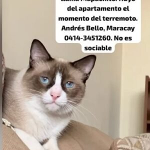 Mapachito - Gatos