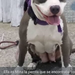 Mina - Perros