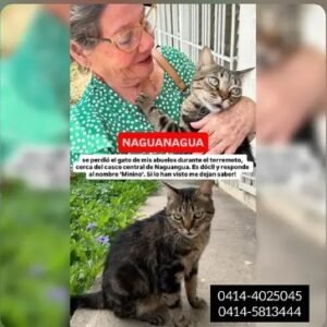 Minino - Gatos