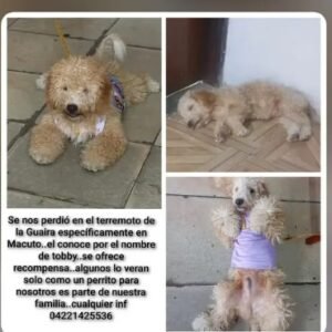 Tobbi - Perros