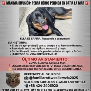Safira - Perros