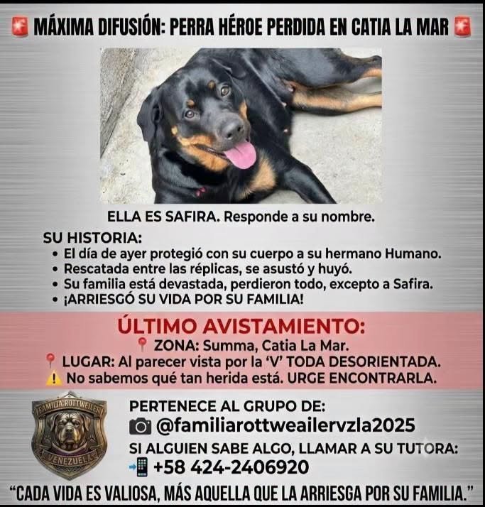 Safira - Perros