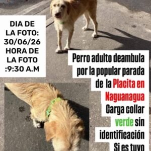 Perro deambula por plaza naguanagua - Perros