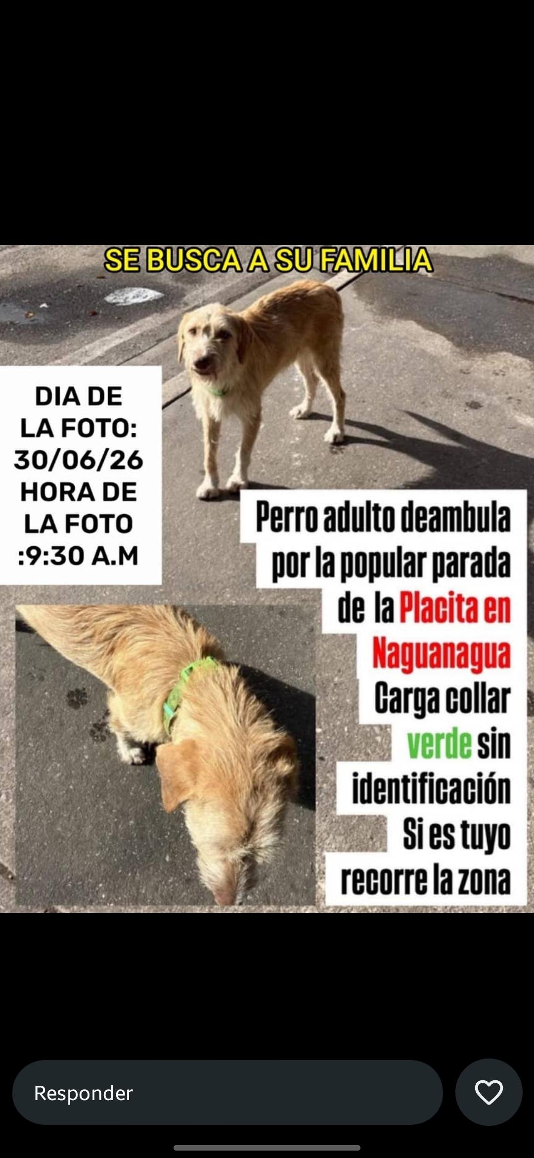 Perro deambula por plaza naguanagua - Perros