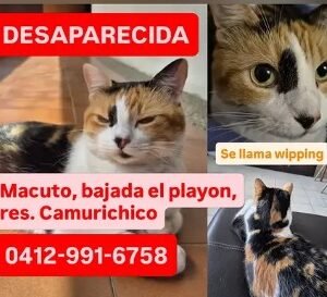 Wipping Gata - Gatos