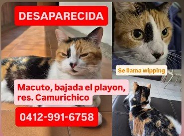 Wipping Gata - Gatos