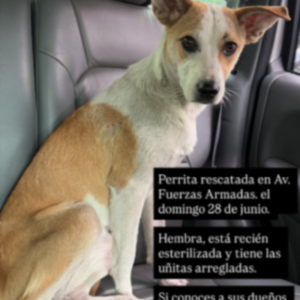 Perrita blanco y caramelo - Perros
