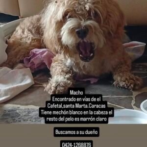 Perro marrón claro y blanco - Perros