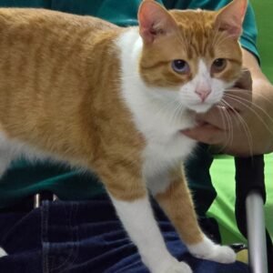 Leo - Gatos