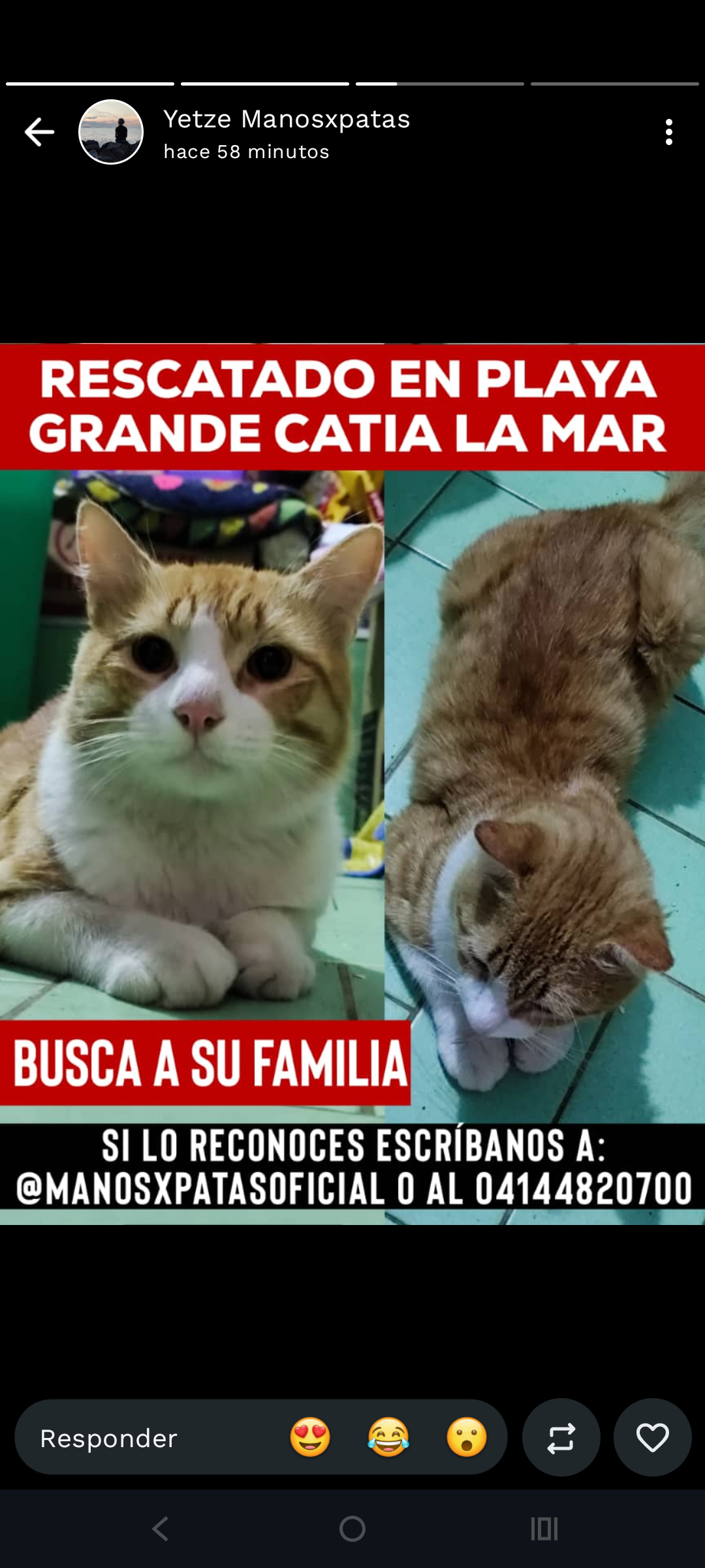 Desconocido - Gatos