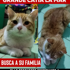 Desconocido - Gatos