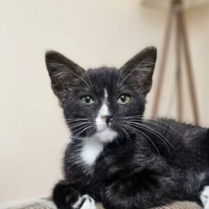 Bebe - Gatos