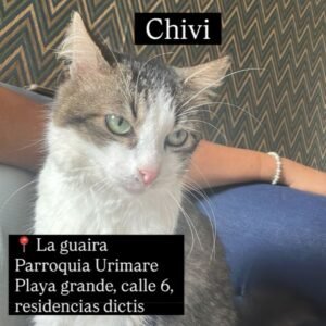 Chivi - Gatos