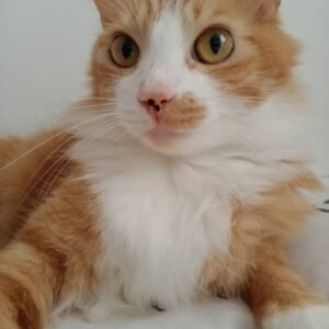 Chiquito - Gatos