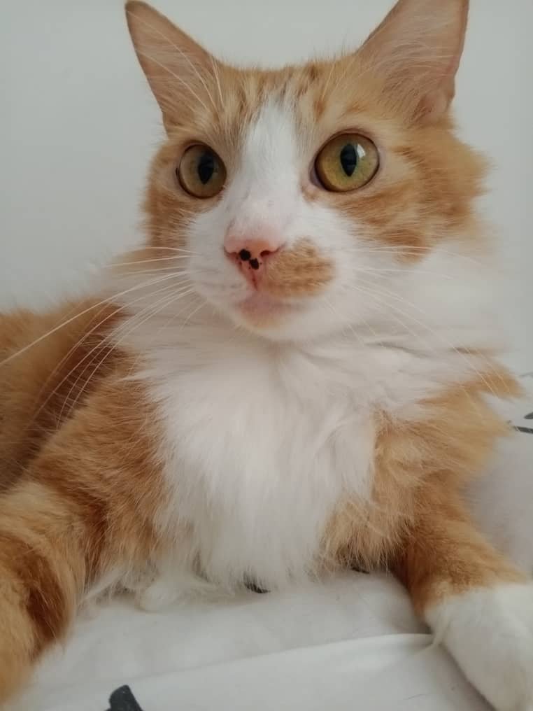 Chiquito - Gatos