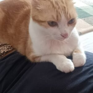 Chiquita - Gatos