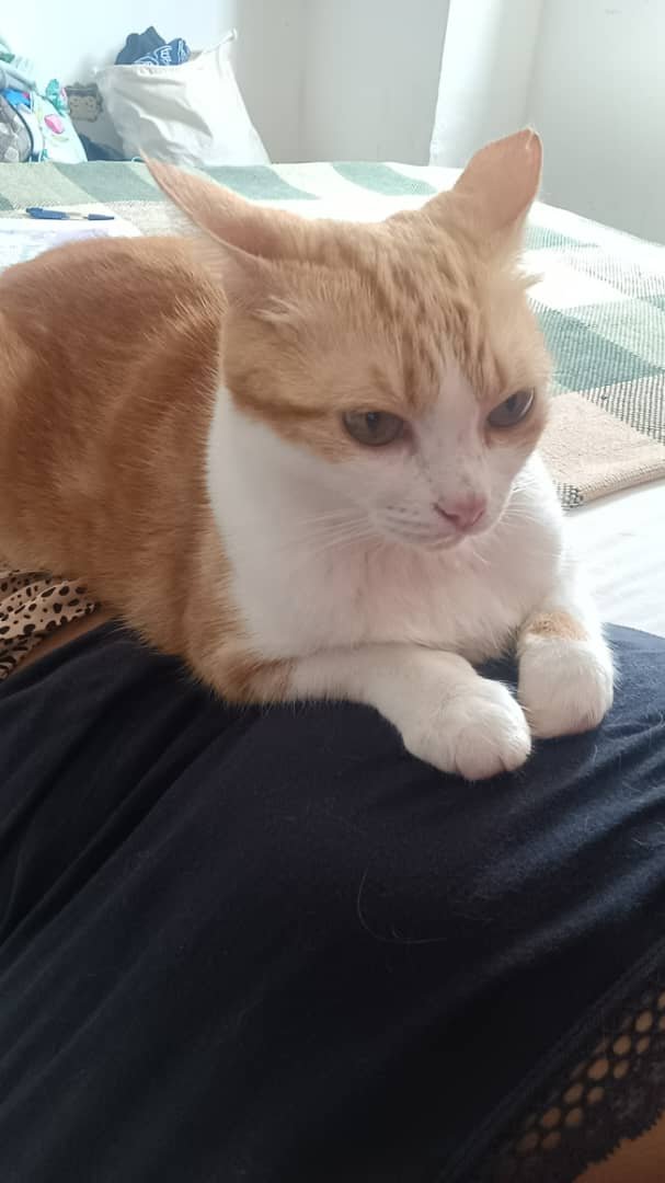 Chiquita - Gatos