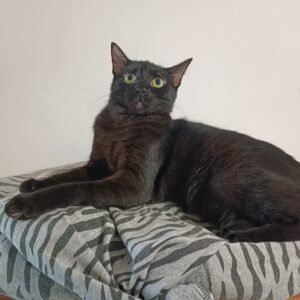 Chimultrufia - Gatos