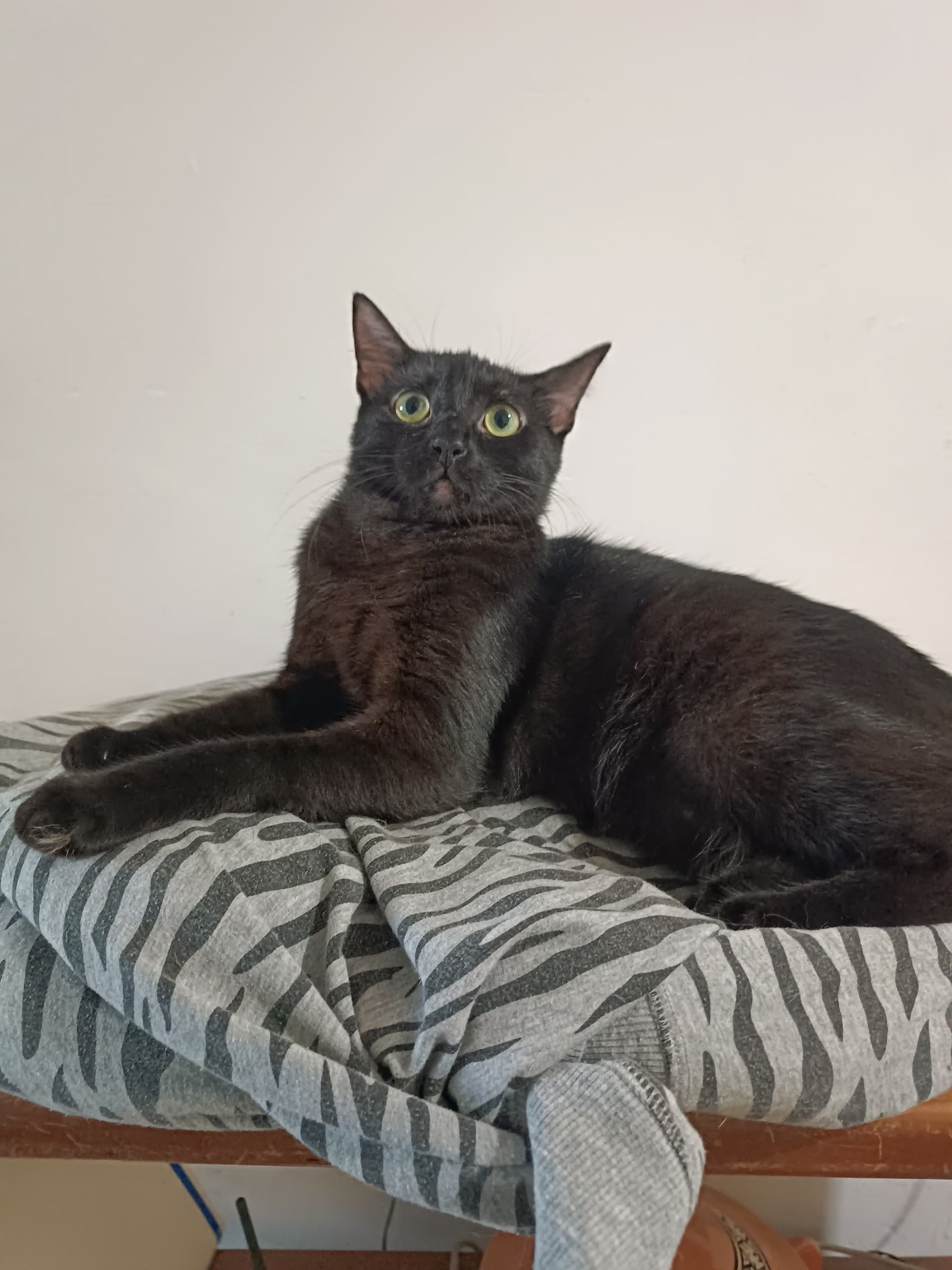 Chimultrufia - Gatos