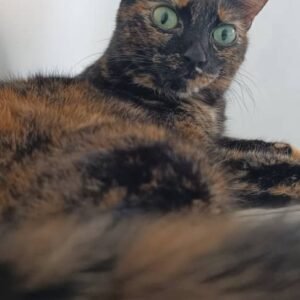 Negrita - Gatos