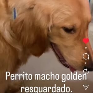 Perro Golden macho - Perros