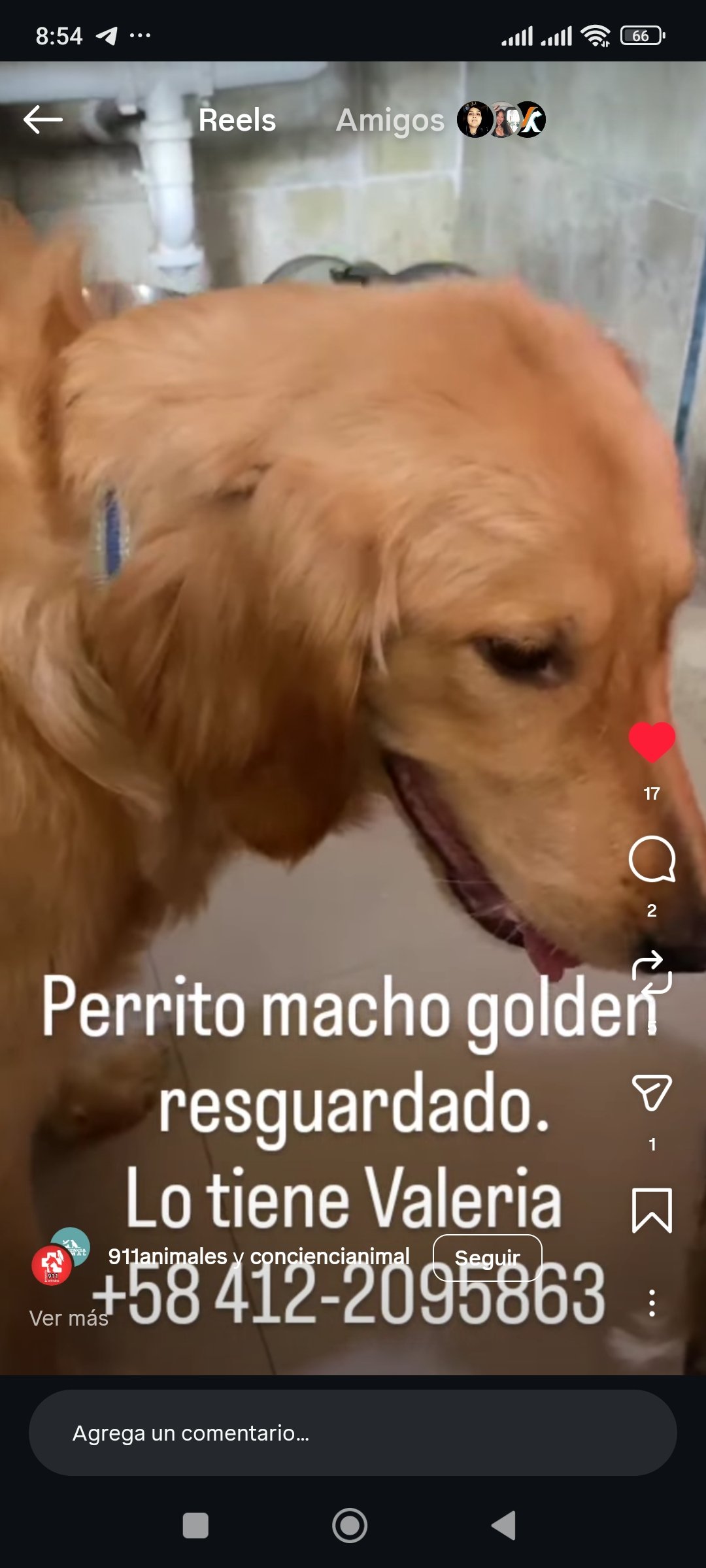 Perro Golden macho - Perros