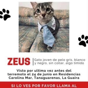 Zeus gato gris con rayas - Gatos