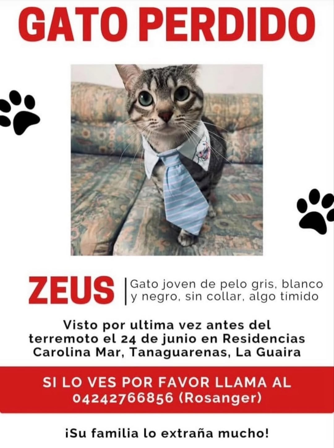 Zeus gato gris con rayas - Gatos